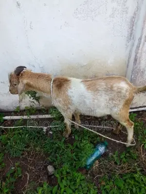 Xmas Promo Mature Goat