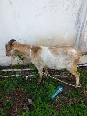 Xmas Promo Mature Goat