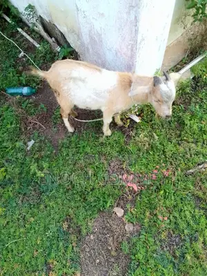 Xmas Promo Mature Goat