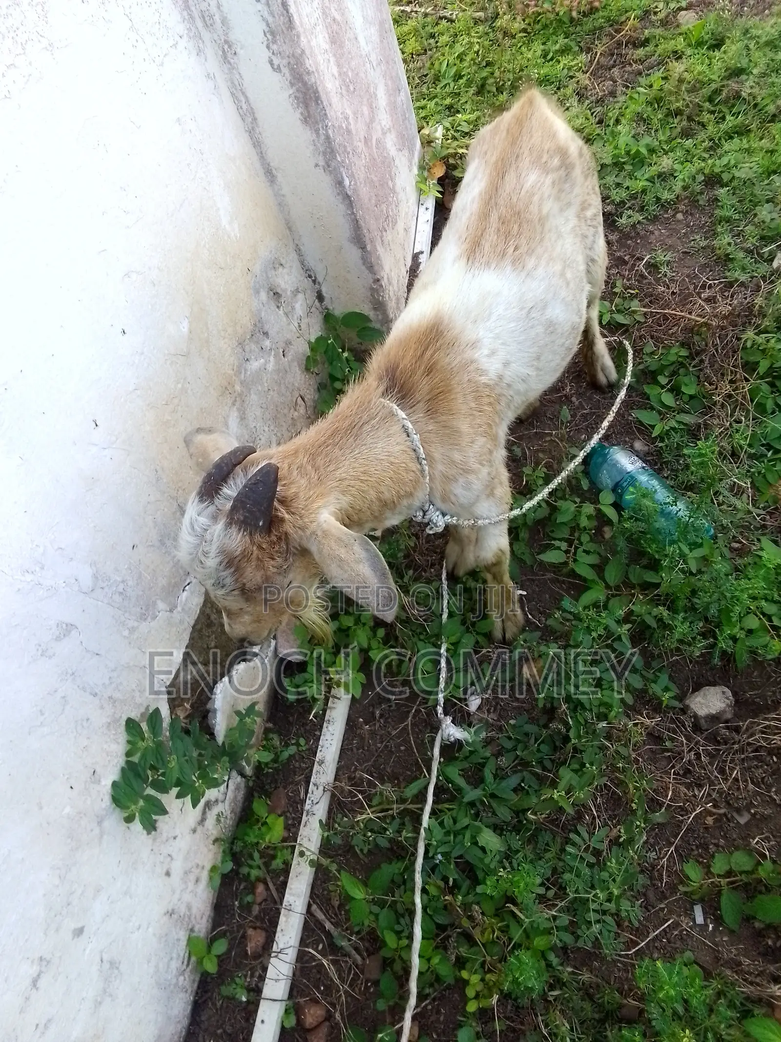 Xmas Promo Mature Goat