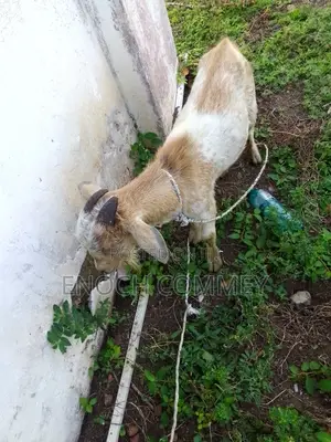 Xmas Promo Mature Goat