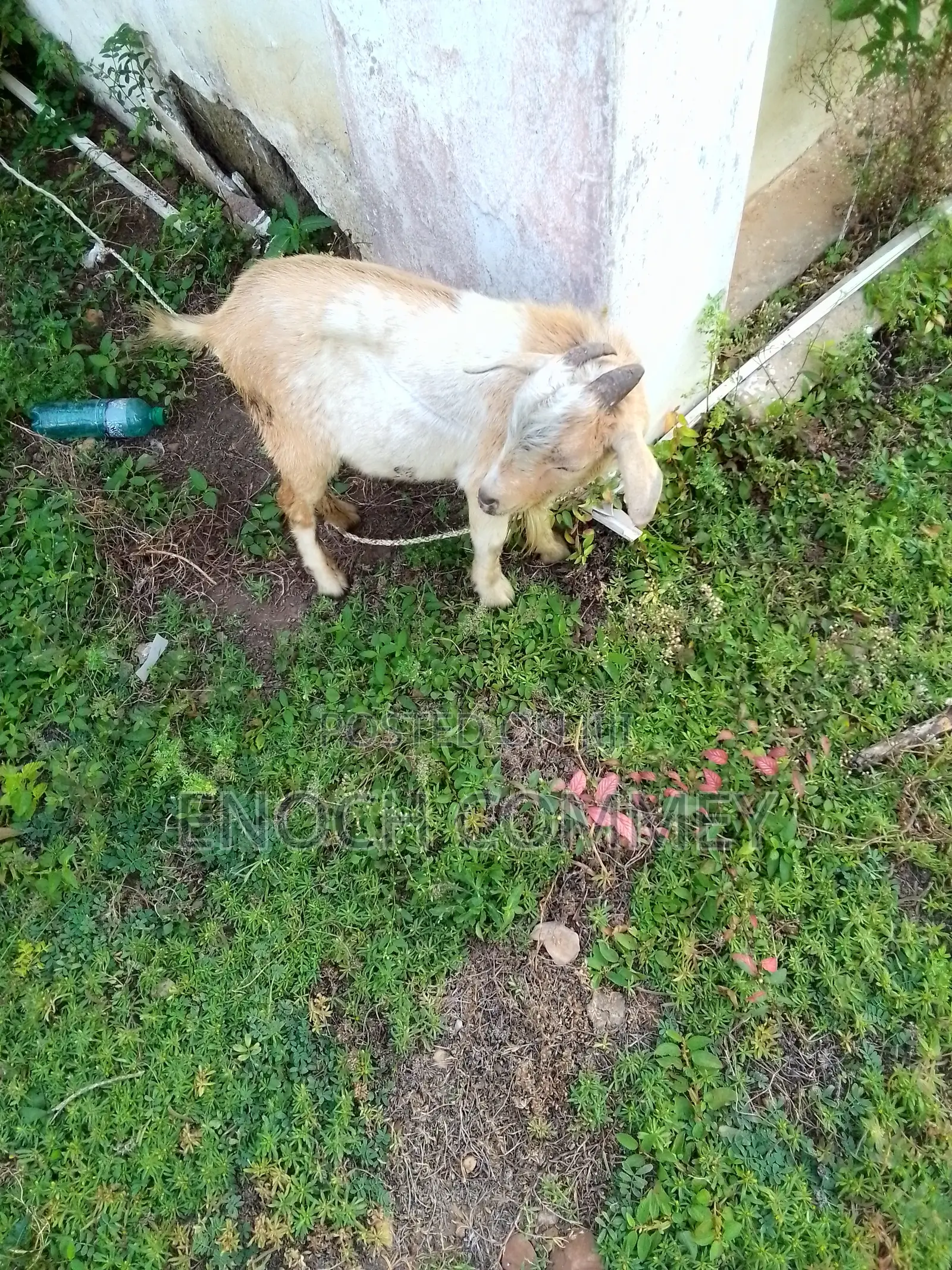 Xmas Promo Mature Goat