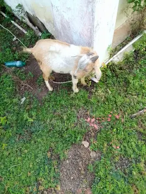 Xmas Promo Mature Goat