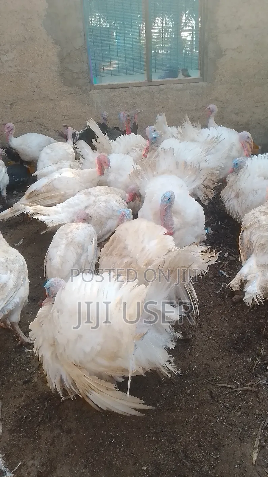 Foreign BBW and BBB Turkeys