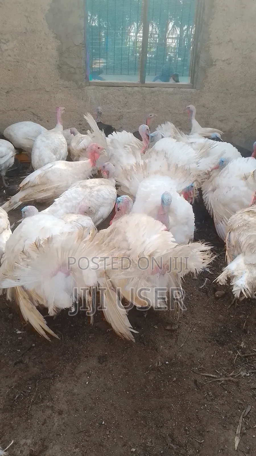 Foreign BBW and BBB Turkeys