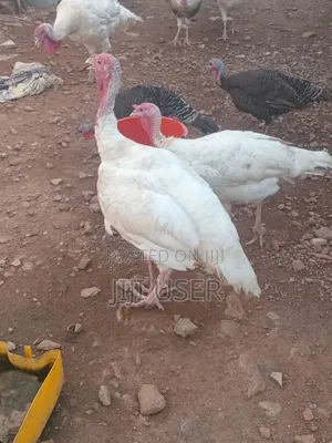 Foreign BBW and BBB Turkeys