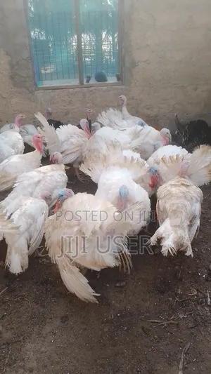 Foreign BBW and BBB Turkeys