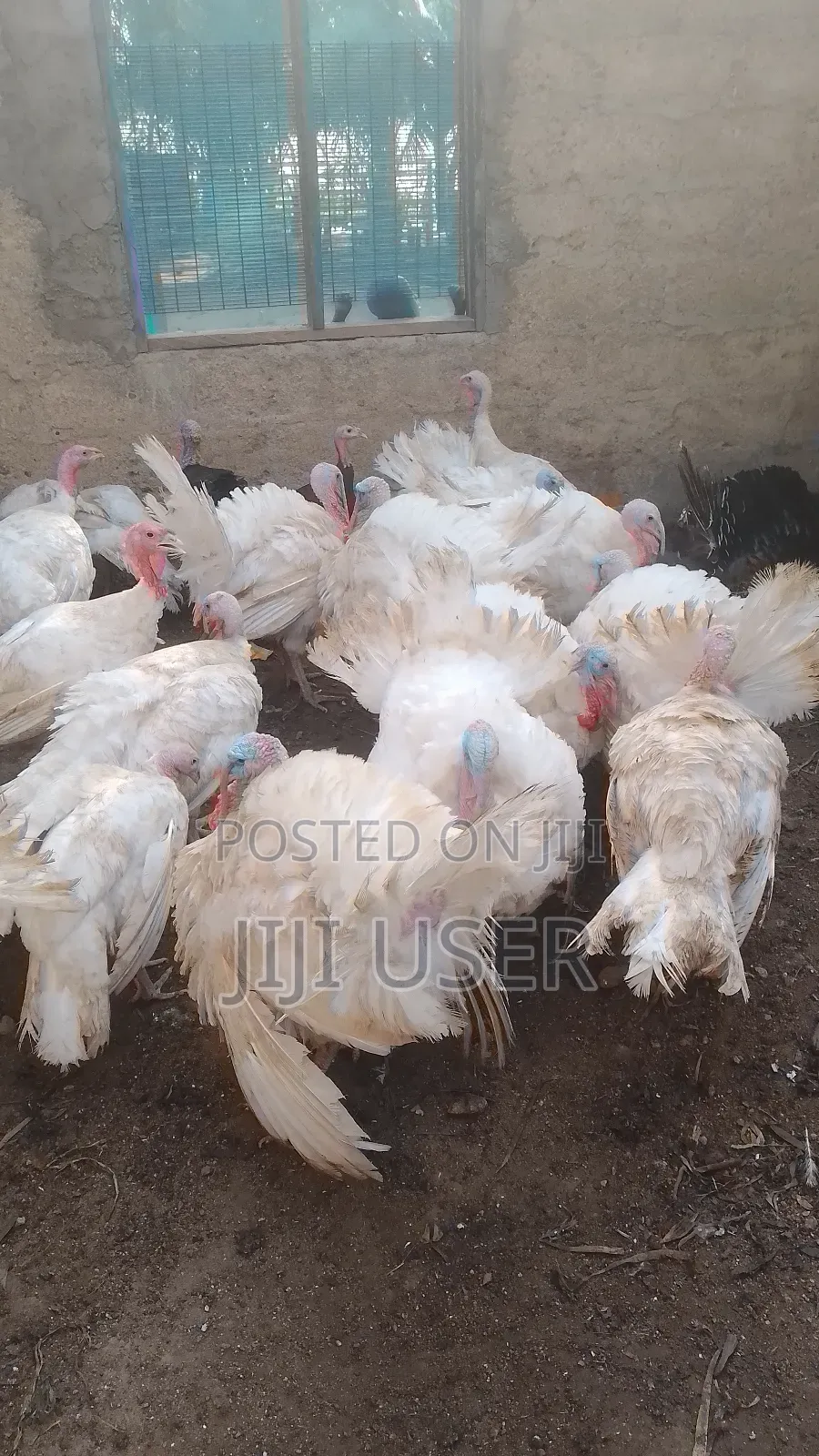 Foreign BBW and BBB Turkeys
