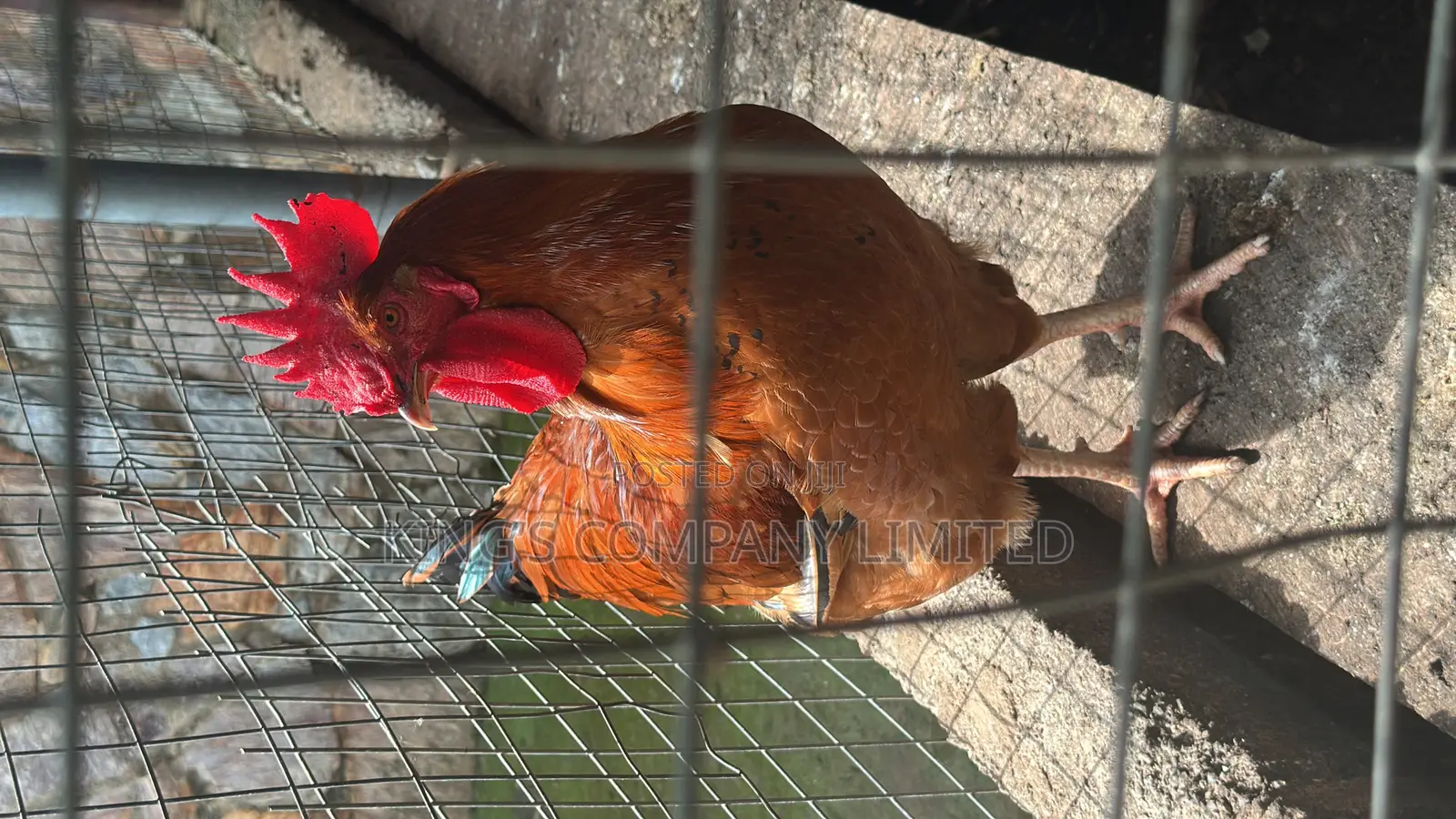 Christmas Chicken