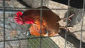 Christmas Chicken
