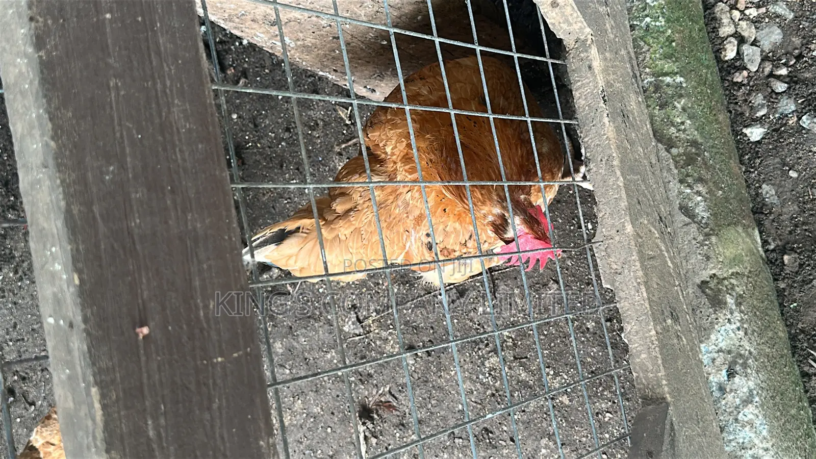 Christmas Chicken