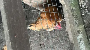 Christmas Chicken