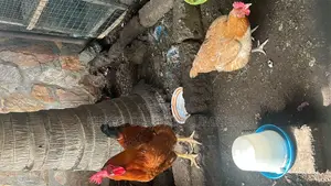 Christmas Chicken
