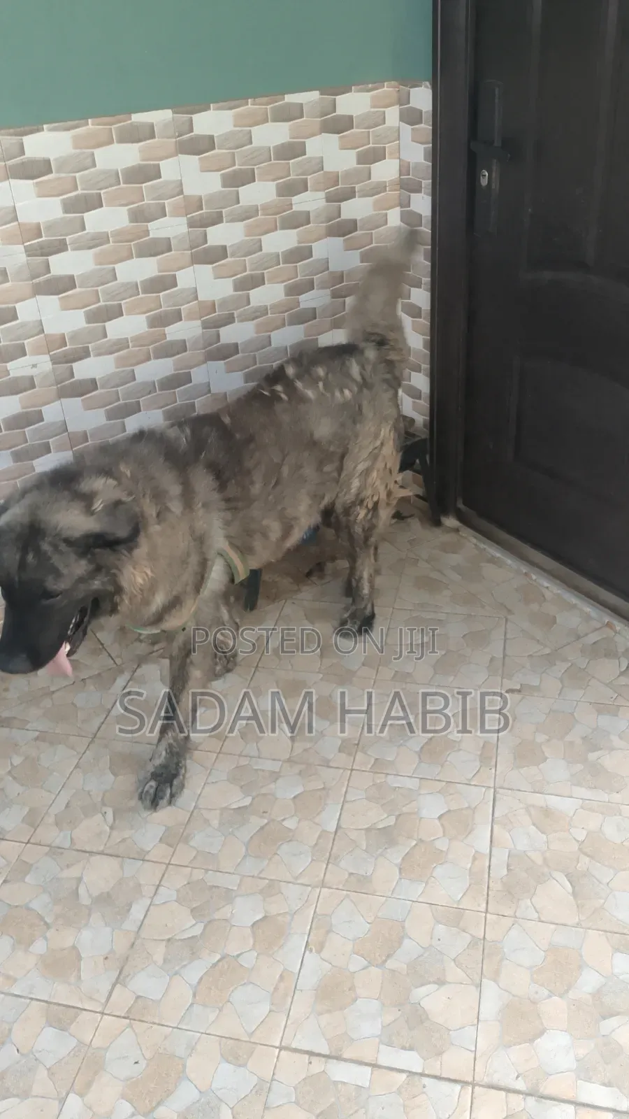 1+ year Male Purebred Caucasian Shepherd