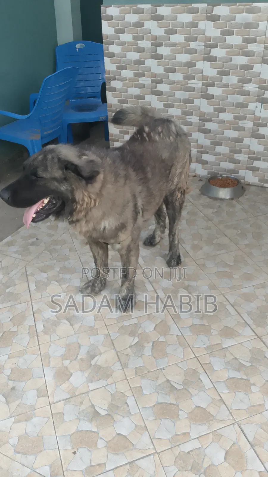 1+ year Male Purebred Caucasian Shepherd