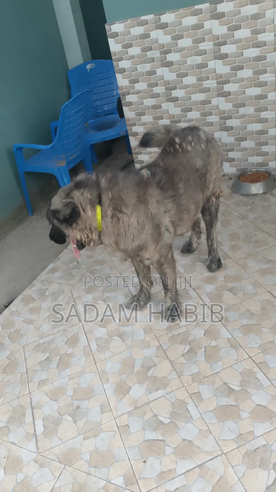 1+ year Male Purebred Caucasian Shepherd