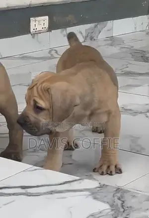 1-3 months Female Purebred Boerboel