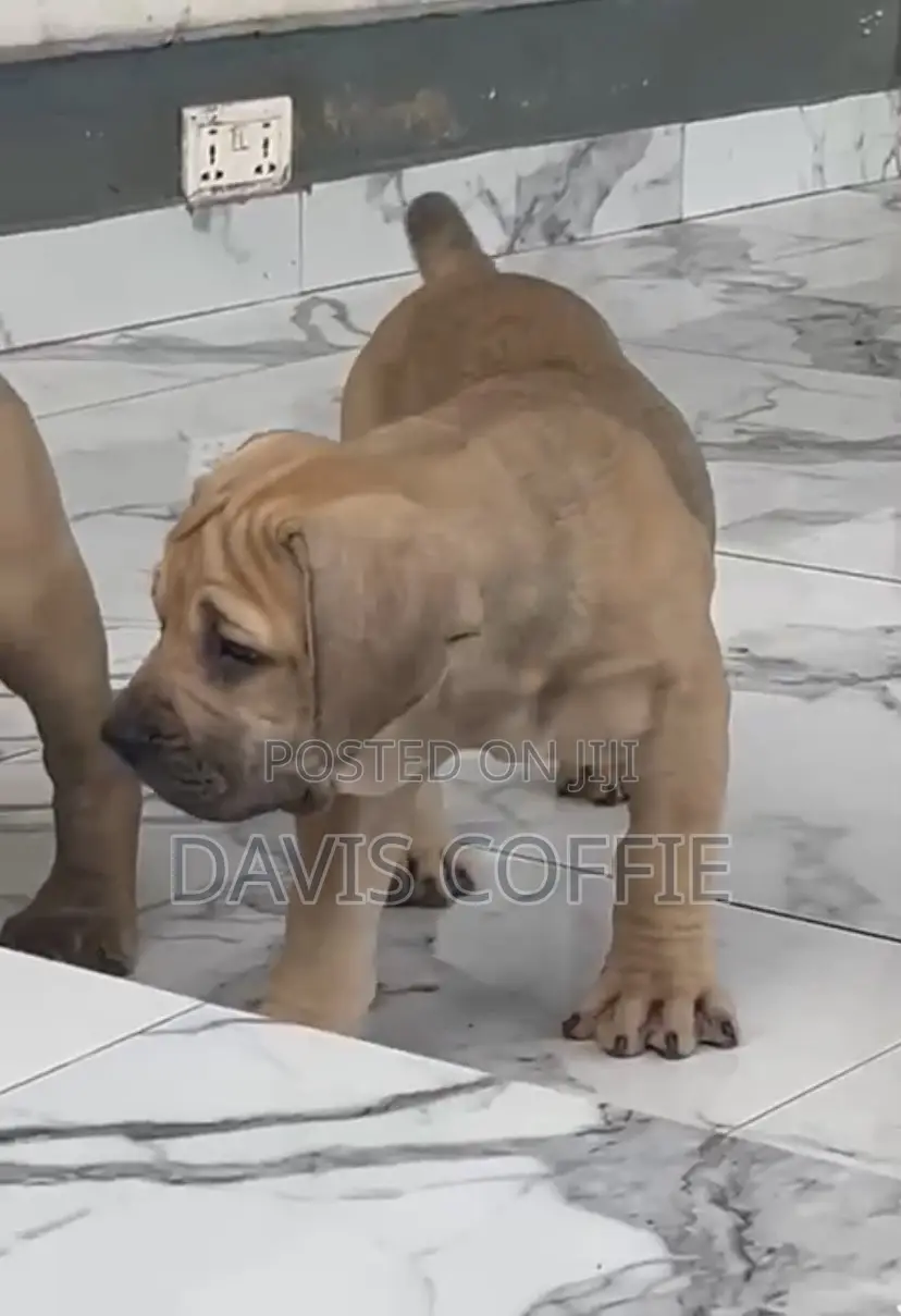 1-3 months Female Purebred Boerboel