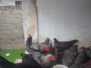 Chicken Plymouth 21 Weeks