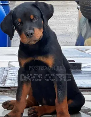 3-6 months Male Purebred Rottweiler