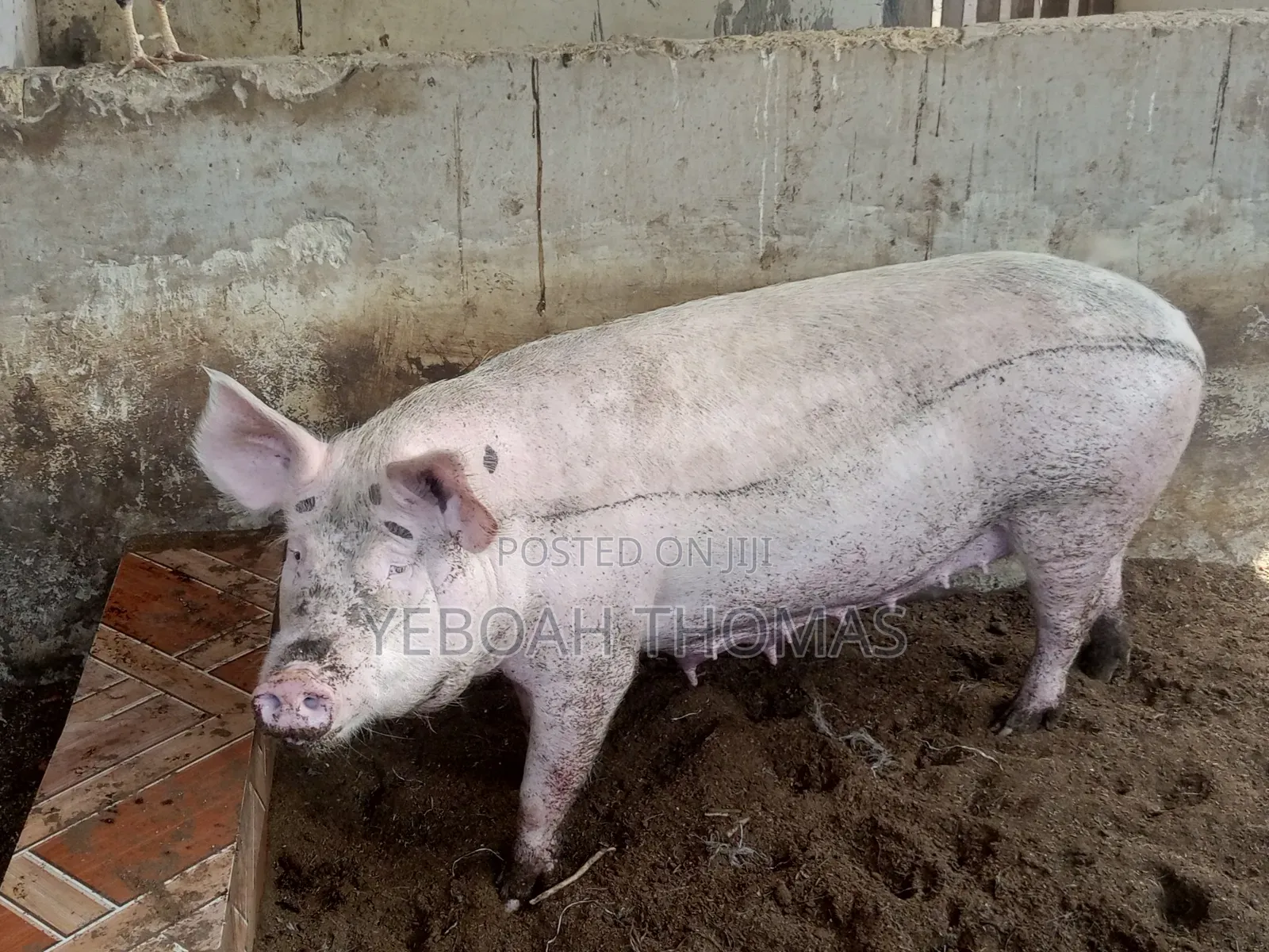 Pig and Piglets Available for Sale