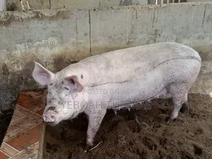 Pig and Piglets Available for Sale