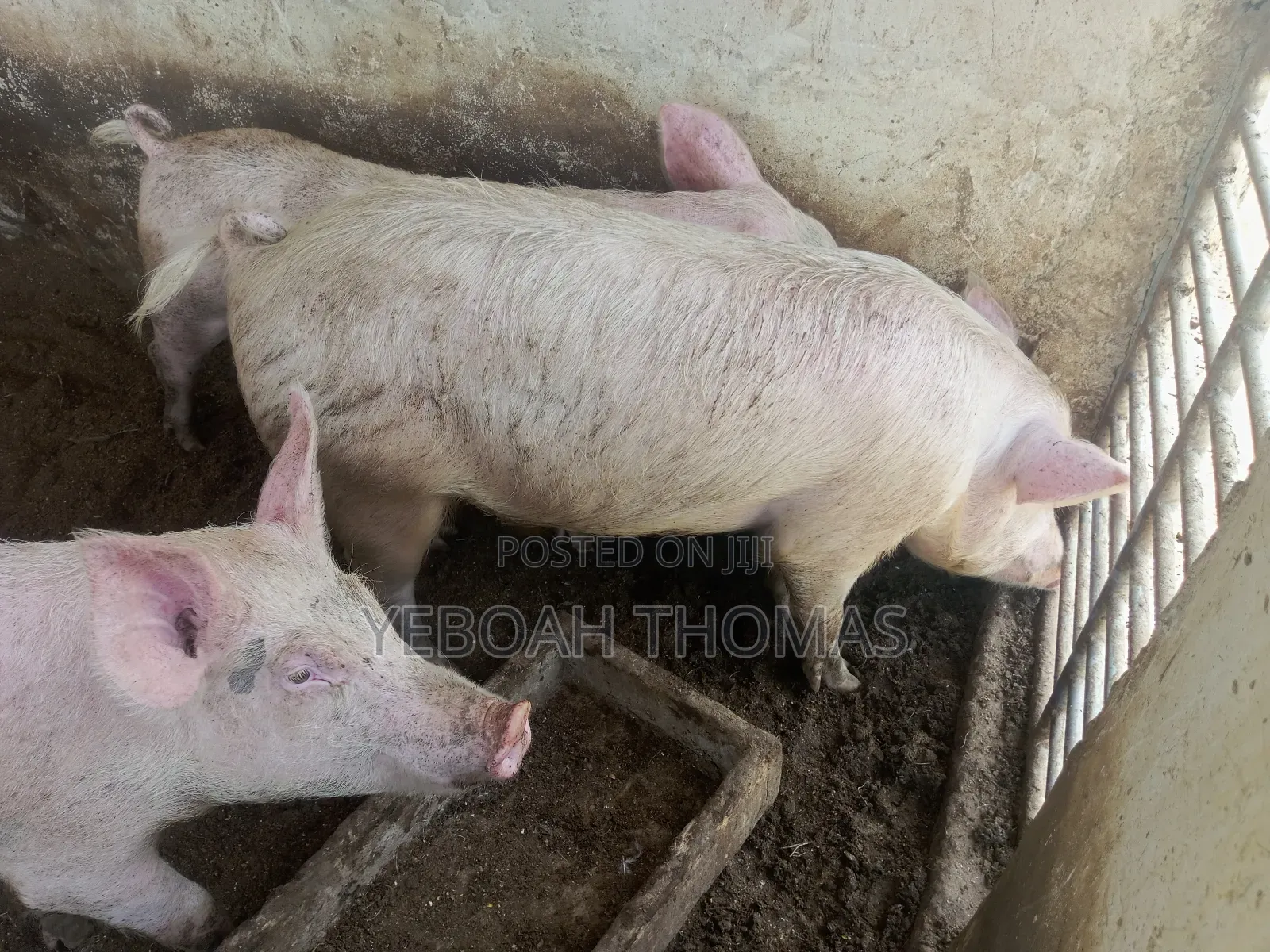 Pig and Piglets Available for Sale