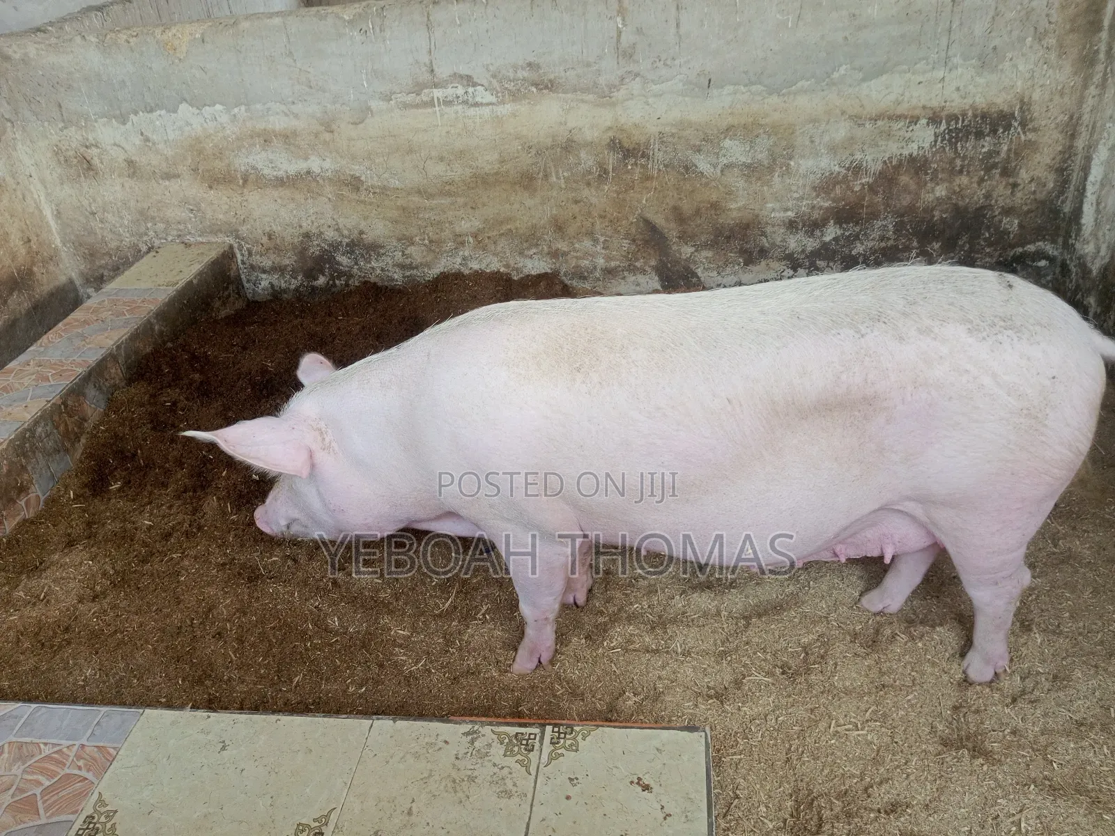 Pig and Piglets Available for Sale