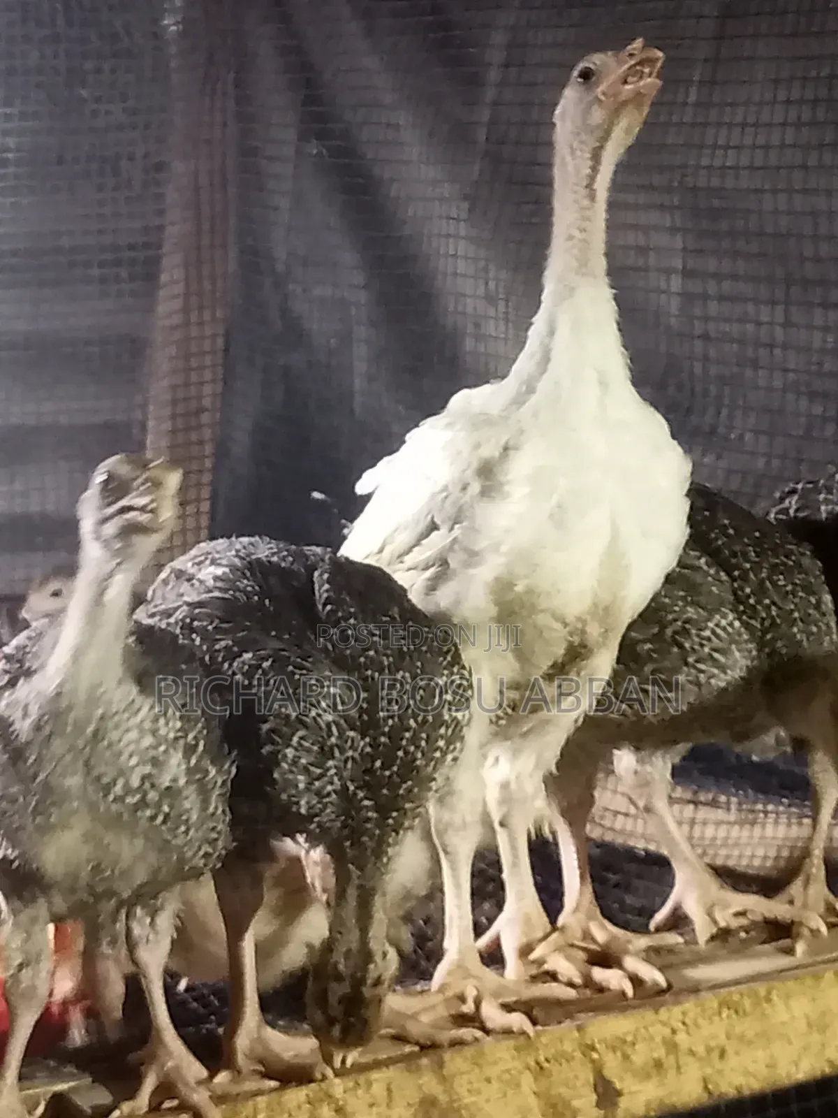 Foreign Turkeys for Sale