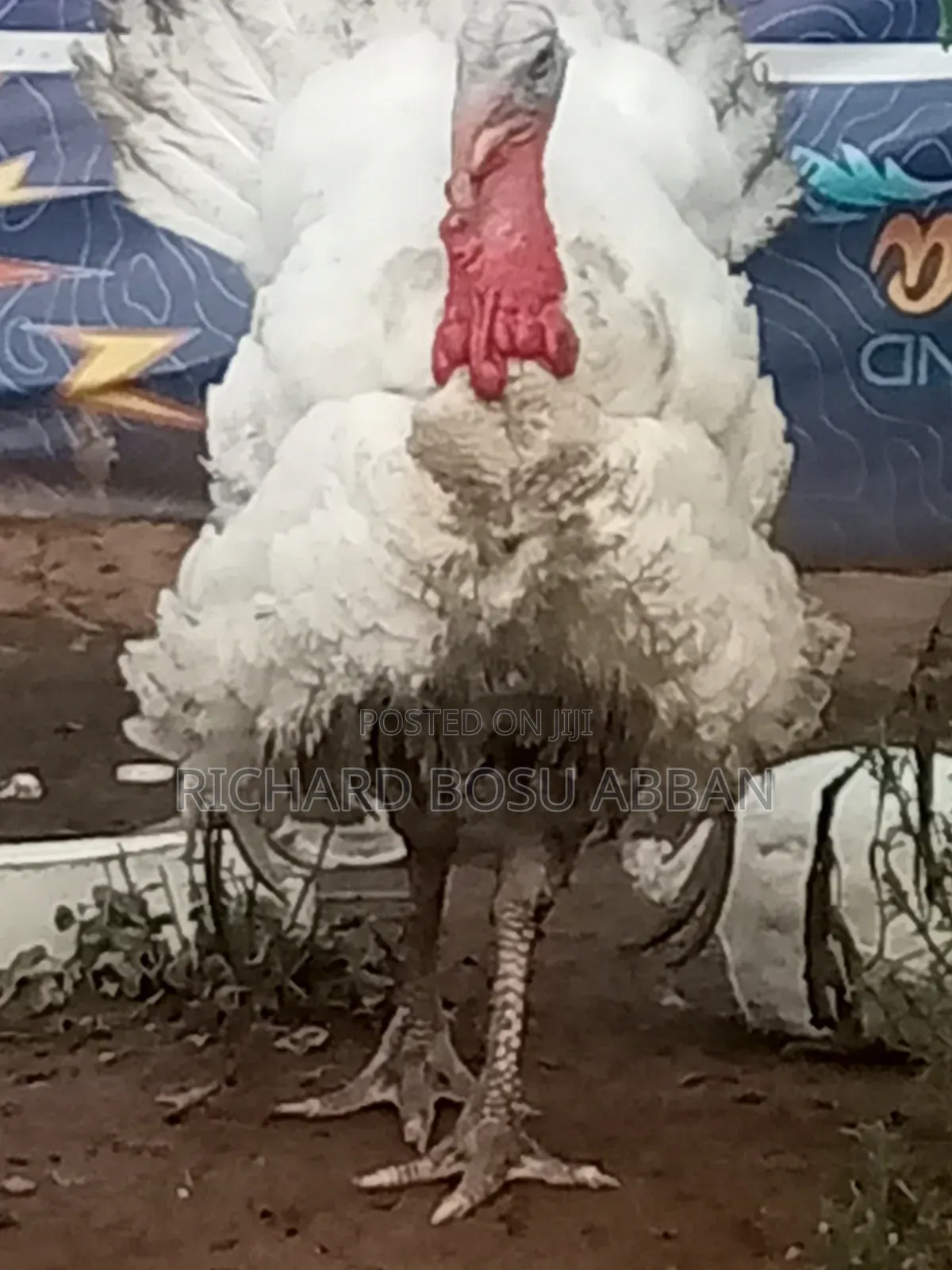Mature Turkeys for Sale