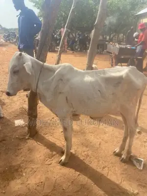Nice Cow Seller