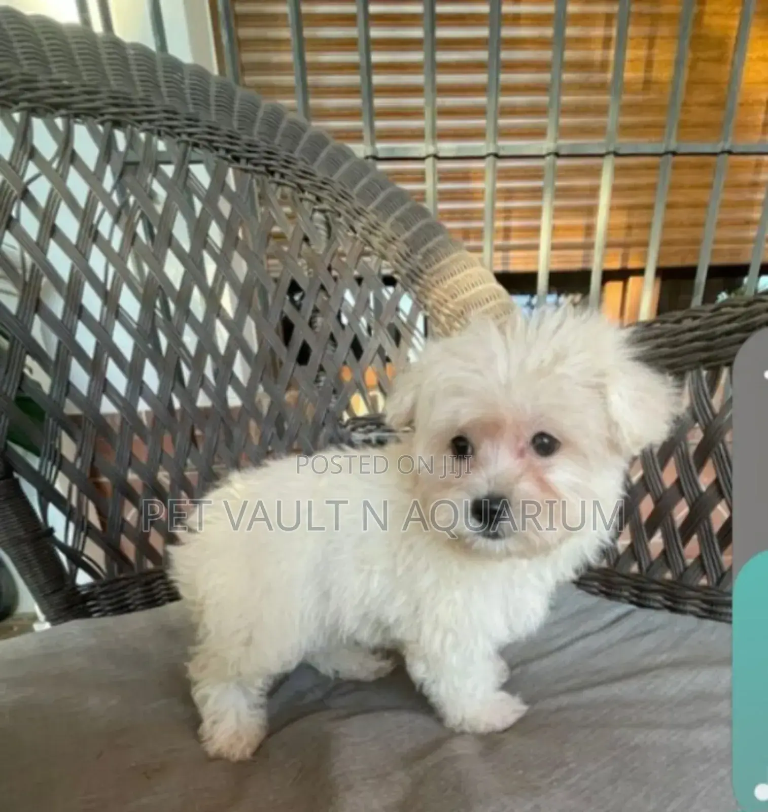 1-3 months Female Purebred Maltese