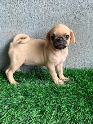 1-3 months Female Purebred Pug