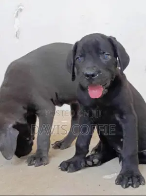 1-3 months Female Purebred Cane Corso