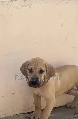 1-3 months Female Purebred Boerboel