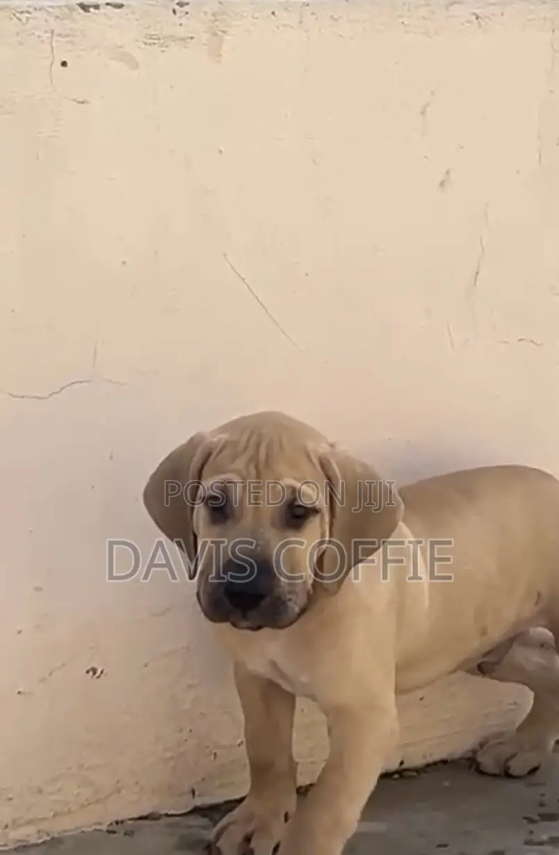 1-3 months Female Purebred Boerboel