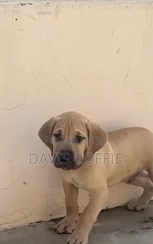 1-3 months Female Purebred Boerboel