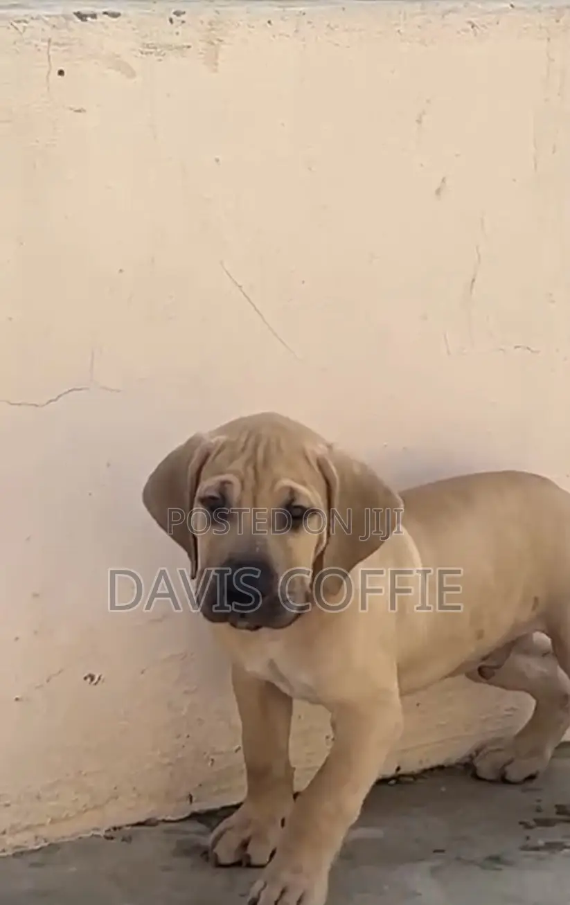 1-3 months Female Purebred Boerboel