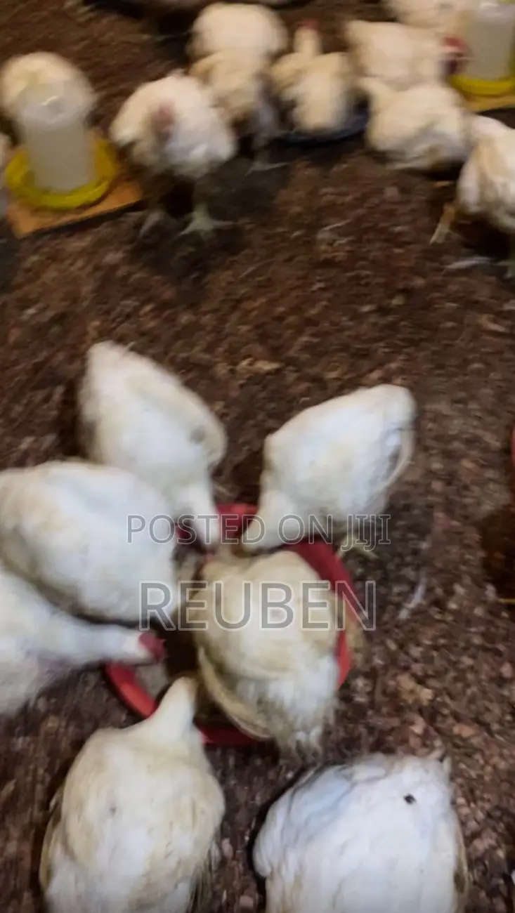 Broiler Chicken