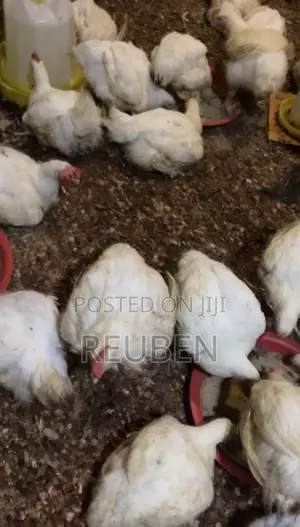 Broiler Chicken