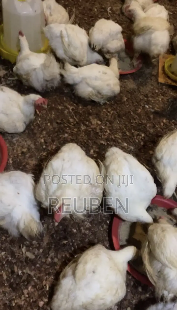 Broiler Chicken