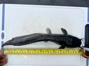 Catfish Juveniles