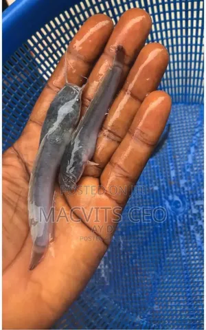Catfish Juveniles