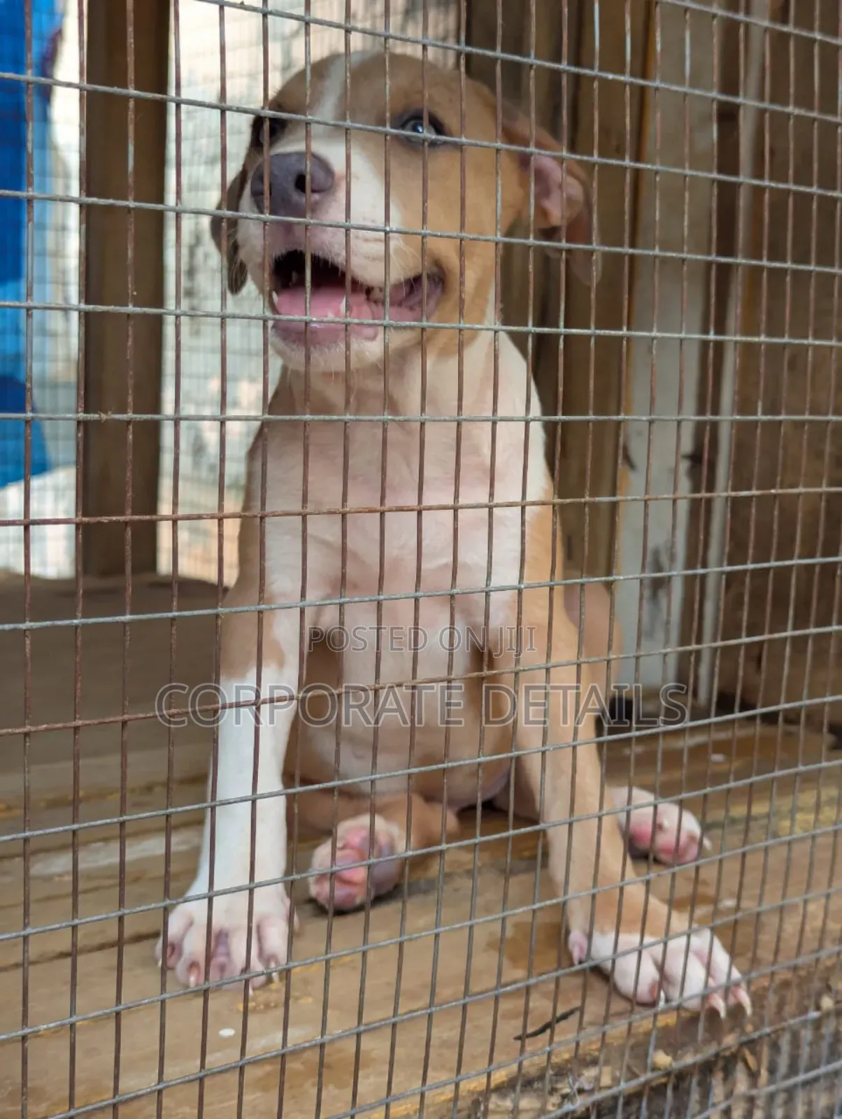 1-3 months Female Purebred American Pit Bull Terrier