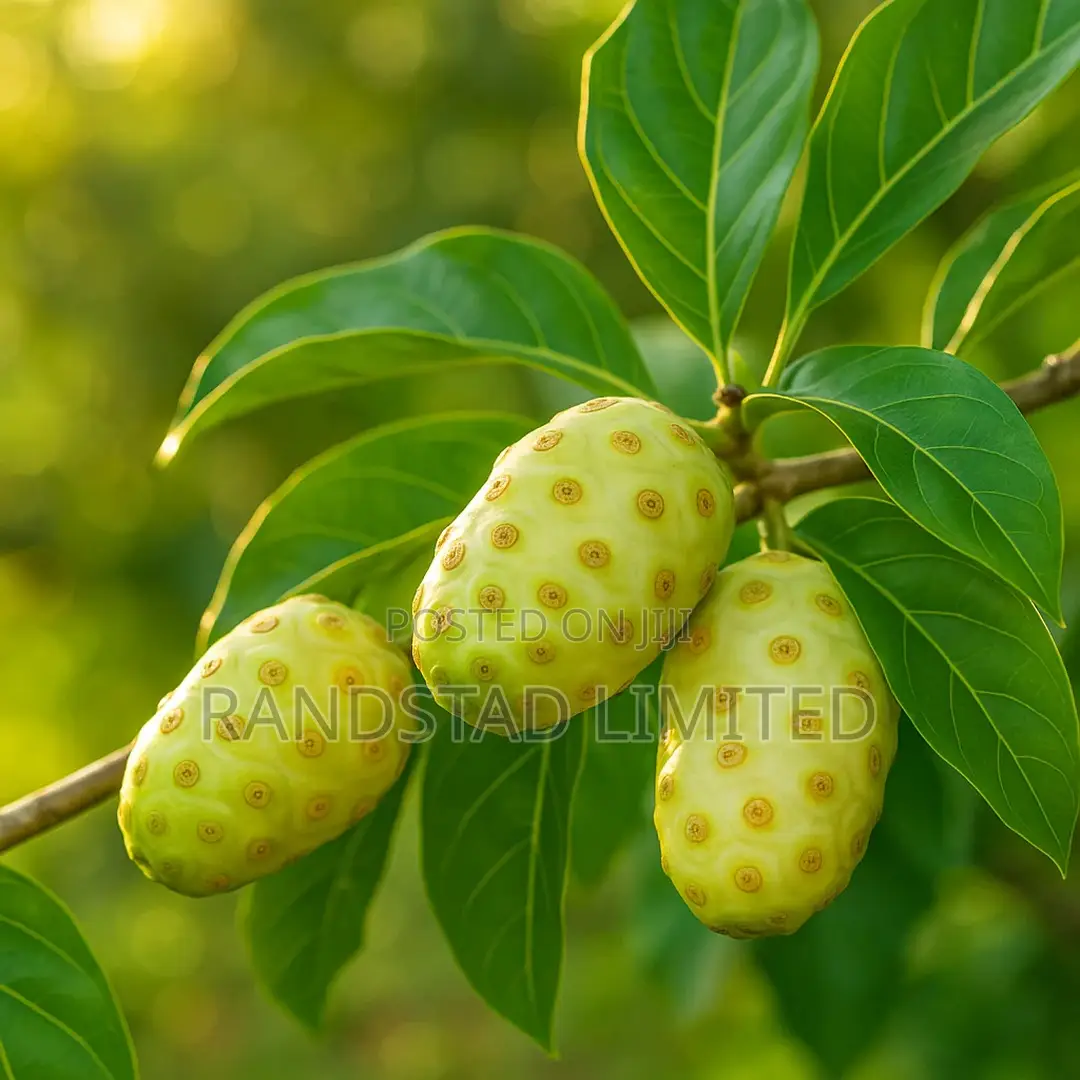 Noni or Moranda Centifolia Fruit