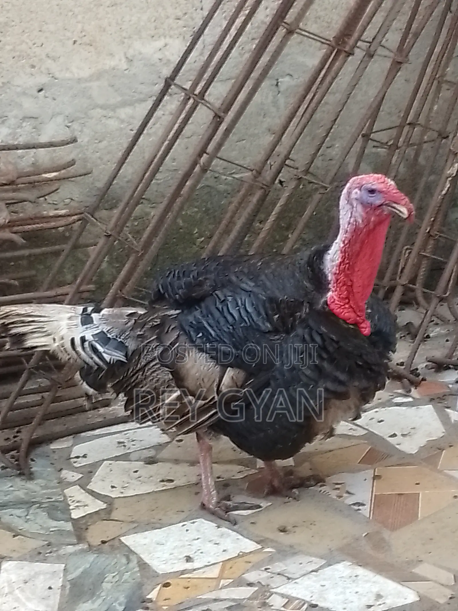 Extremely Heavy Male Turkey for Sale in Agona West Municipal - Farm ...