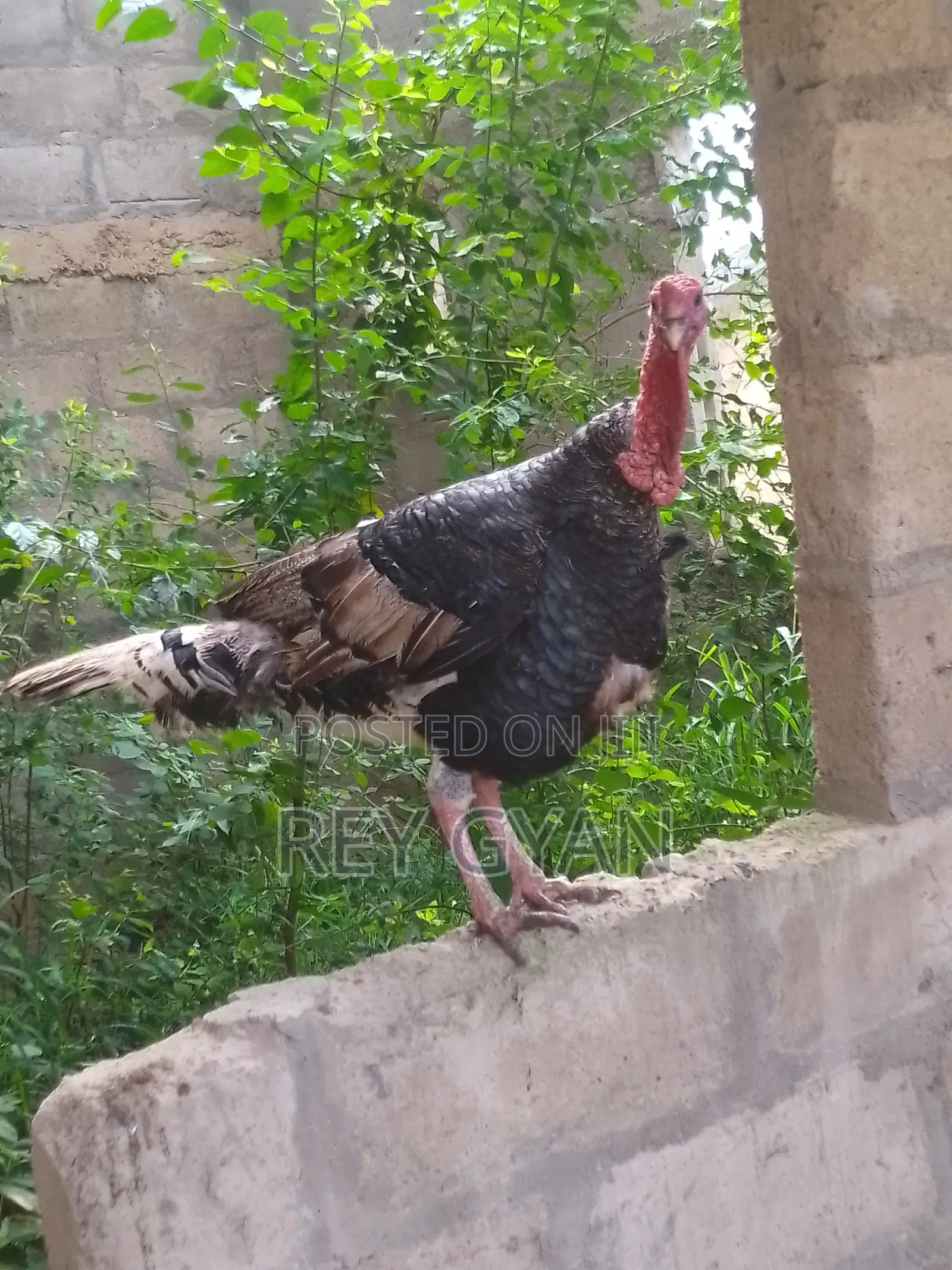 Extremely Heavy Male Turkey for Sale in Kaneshie - Farm Animals, Rey ...