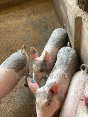 Brothers Farm