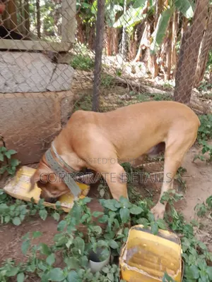 1+ year Male Purebred Boerboel