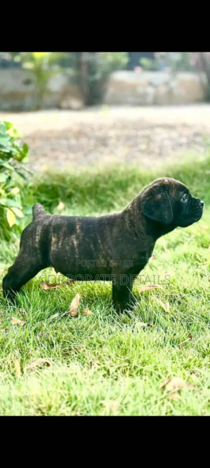 1-3 months Female Purebred Boerboel